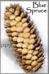 Blue Spruce Cones - Colorado Blue Spruce Cones for Crafts