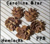 Carolina Hemlock Cones