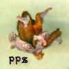 Oriental Arborvitae Cones - PPZ