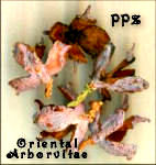 Oriental Chinese Arborvitae Cones for Crafts and Potpourri