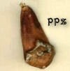 Pine Cone Petals for Crafts Projects