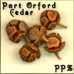 Port Orford Cedar Cones