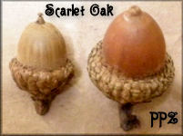 Scarlet Oak Acorns for Crafts