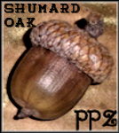 Acorns - Shumard Oak Acorns for Crafting